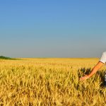 young man looks into the distance in a barley field